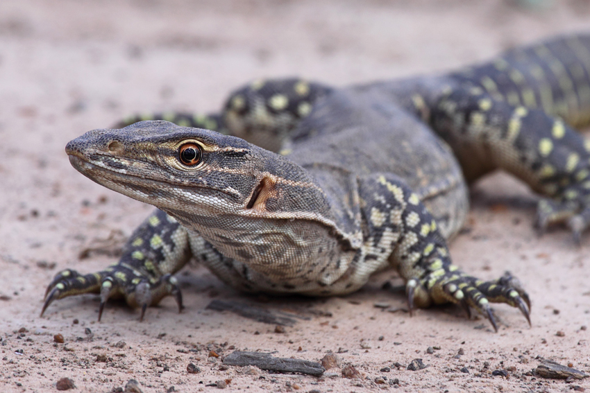 Sand Goanna